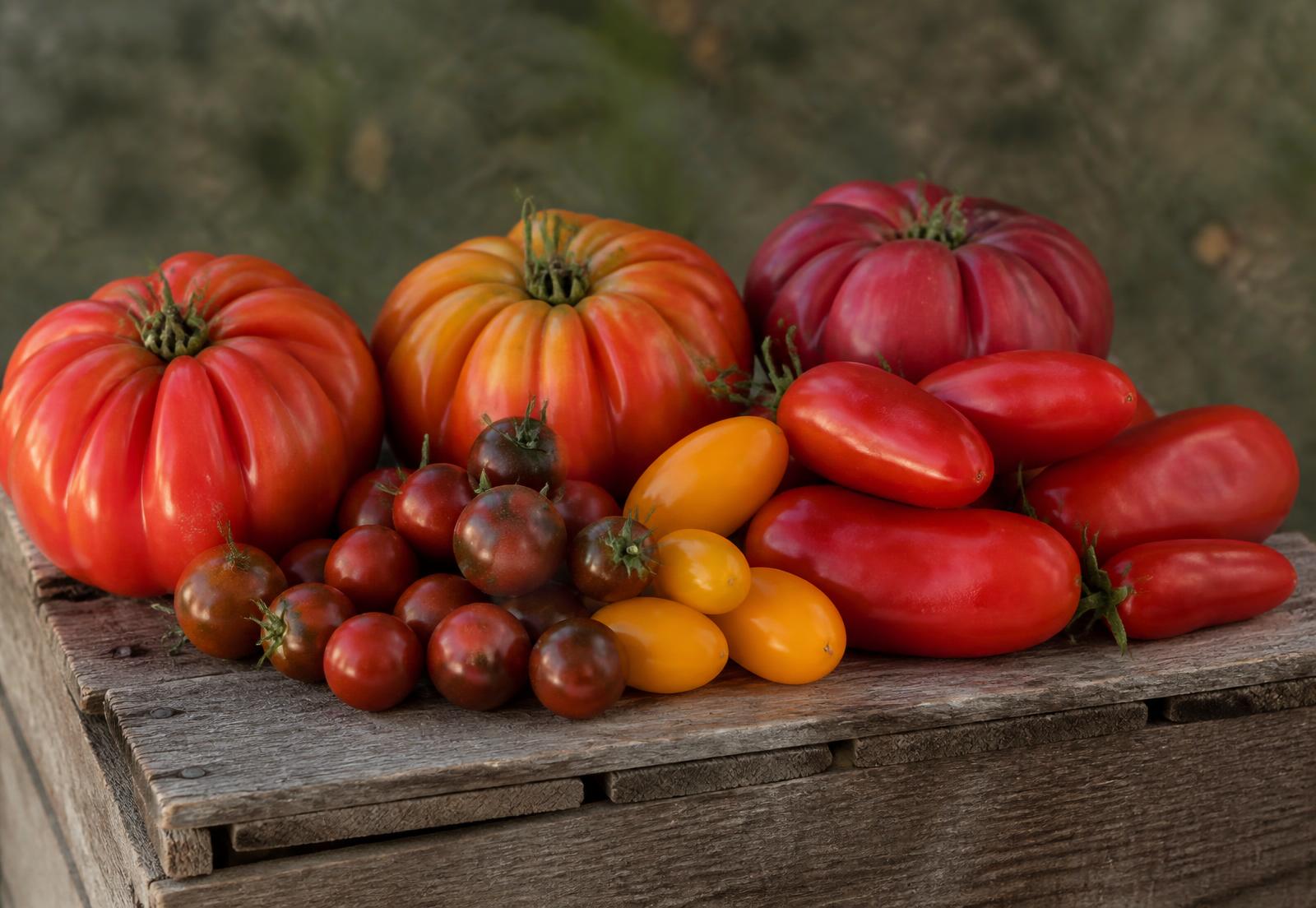 Verschillende soorten tomaten: grote vleestomaten, San Marzano, kleine cherrytomaten en gele romatomaten